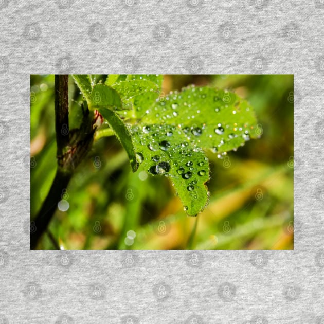 Raindrops on a wild rose leaf by heidiannemorris